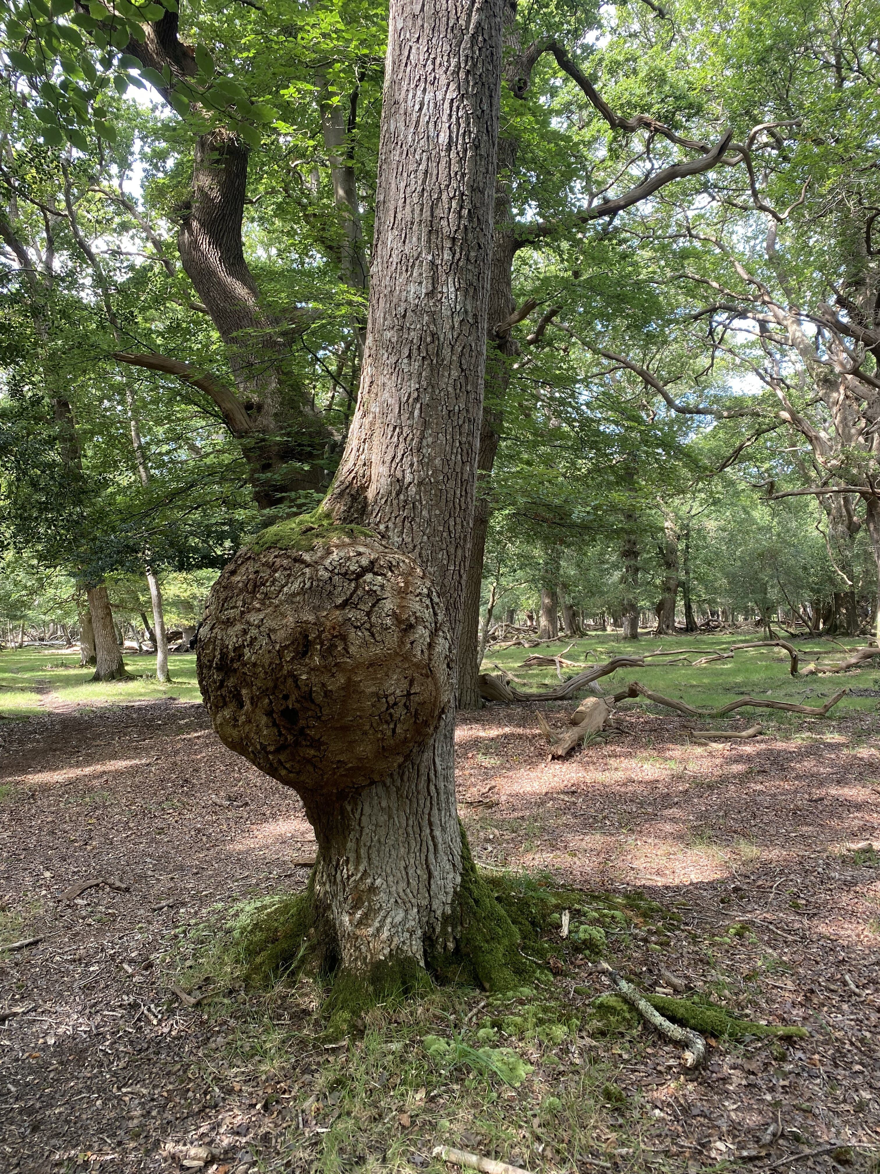 Exploring the Wonders of a New Forest