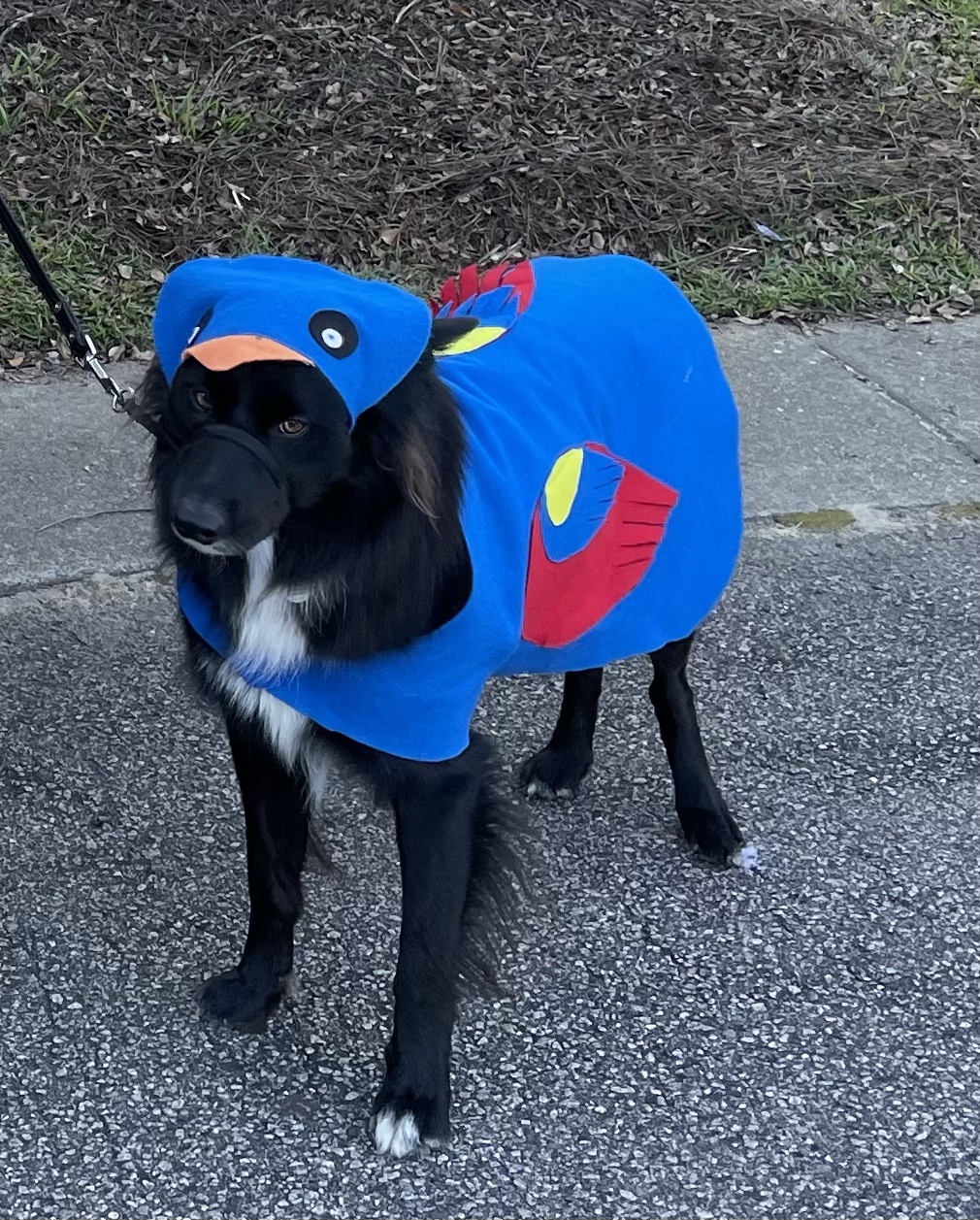 Captain as The Dread Parrot Roberts - a legendary transformation!