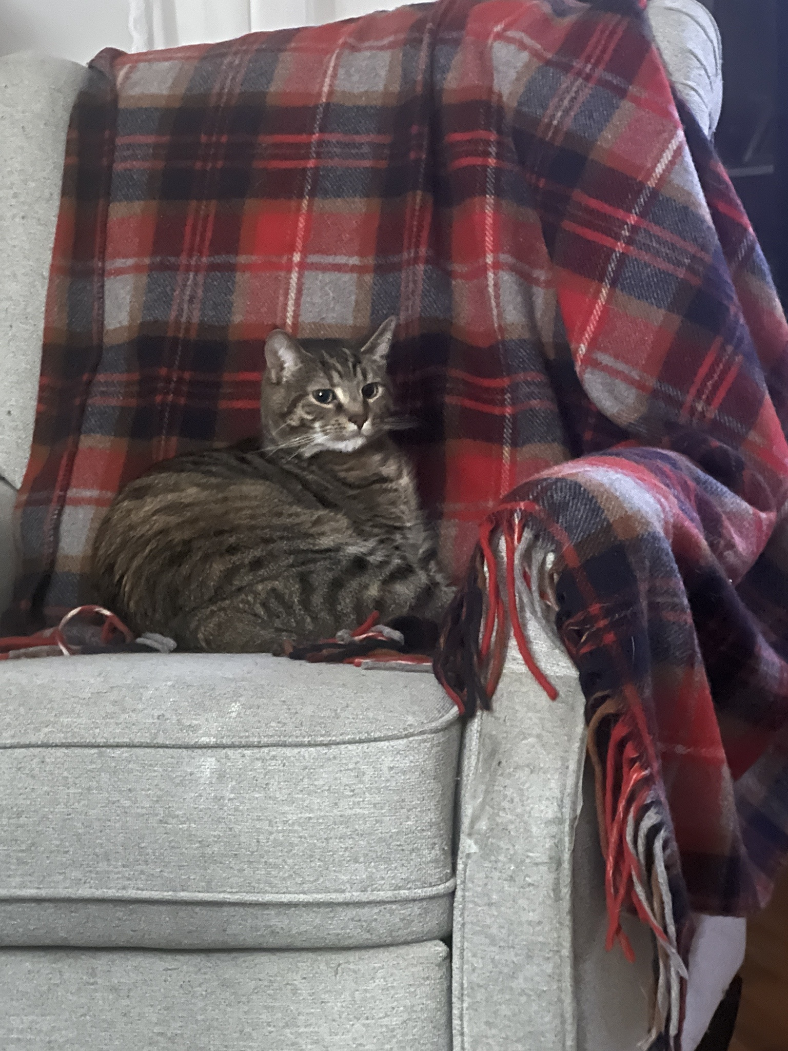 A Daily Dose of Cat Cuteness to Brighten Your Day
