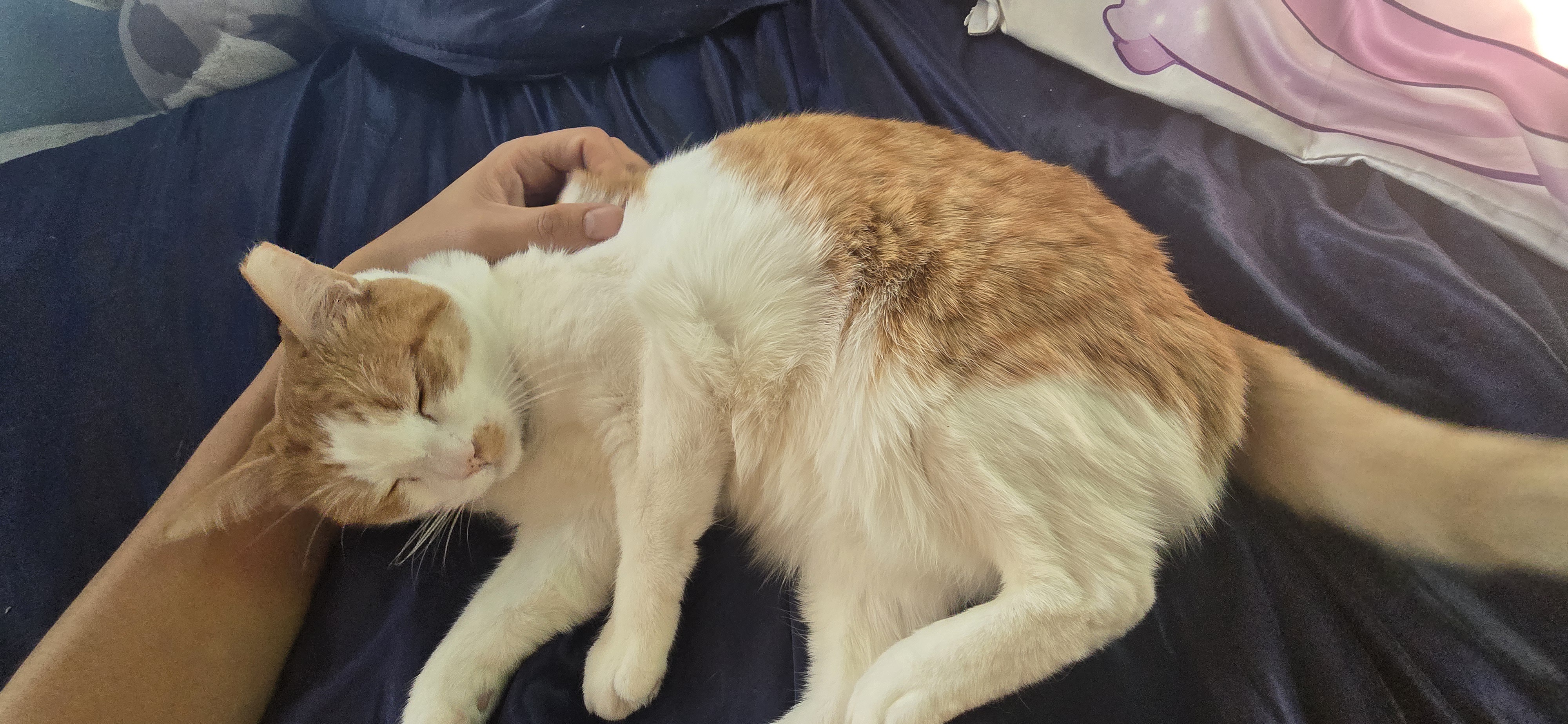 I May Not Have Great Memes, But Here’s My Best Friend’s Adorable Cat!