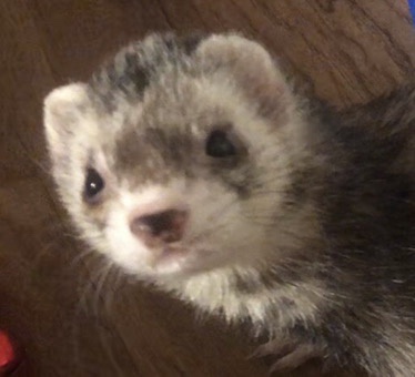 The Most Clever and Affectionate Ferret I've Ever Known