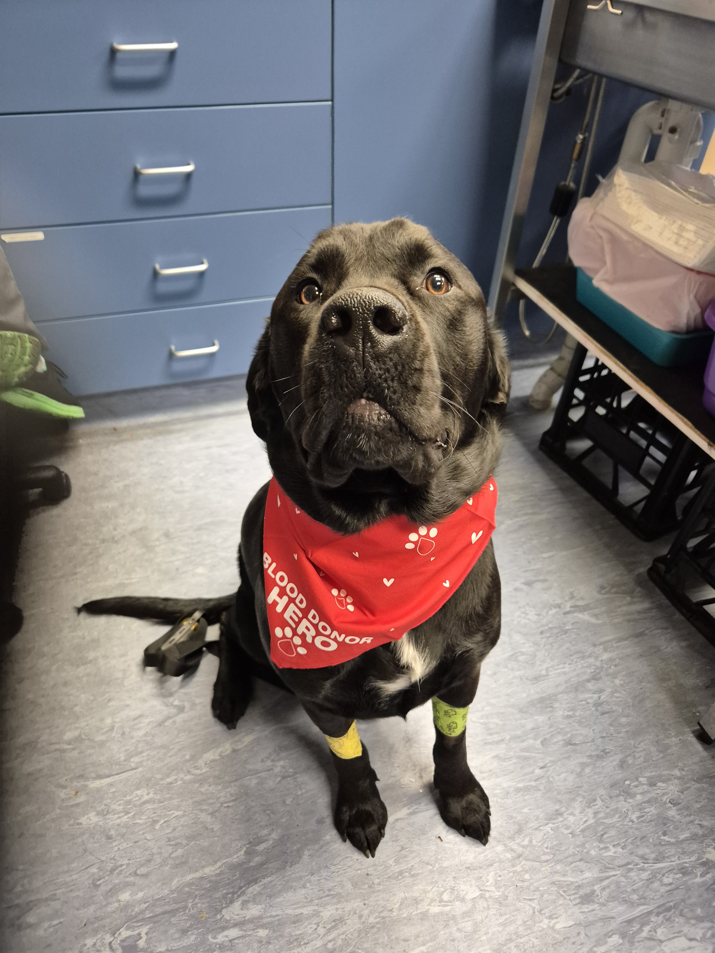 A Pawsitive PSA: Your Dog Could Be a Lifesaver Through Blood Donation