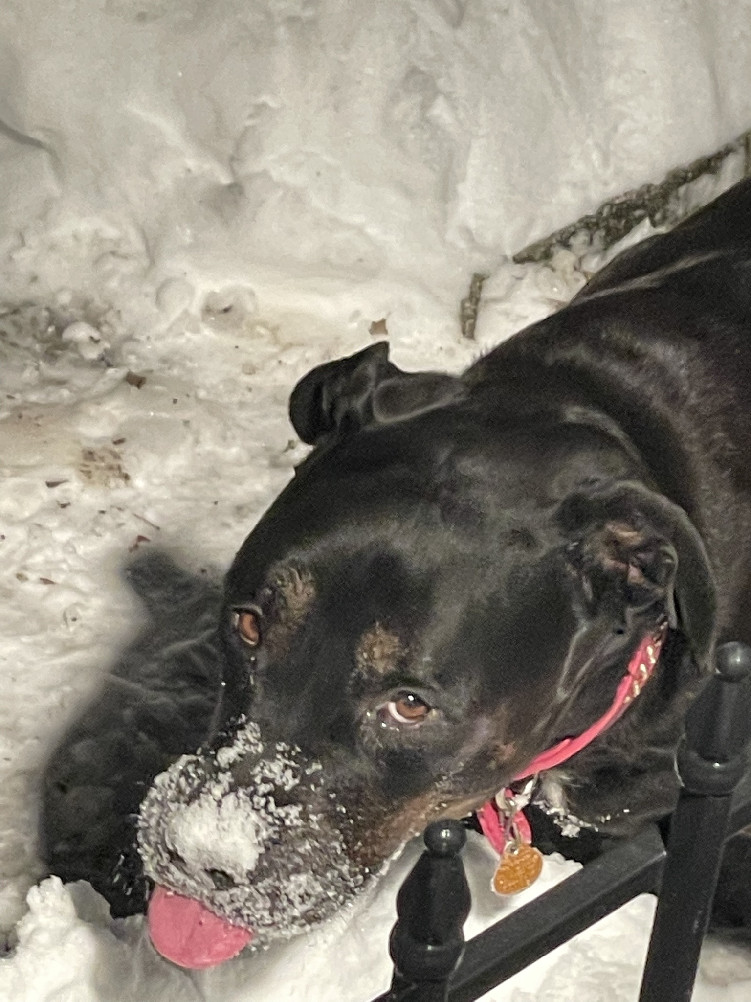 She Adorably Enjoys the Snow