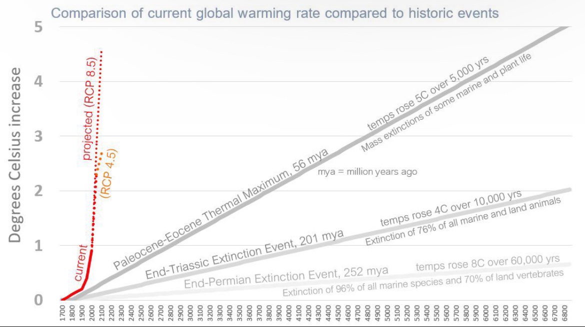 The Intriguing World of WASF Graphs