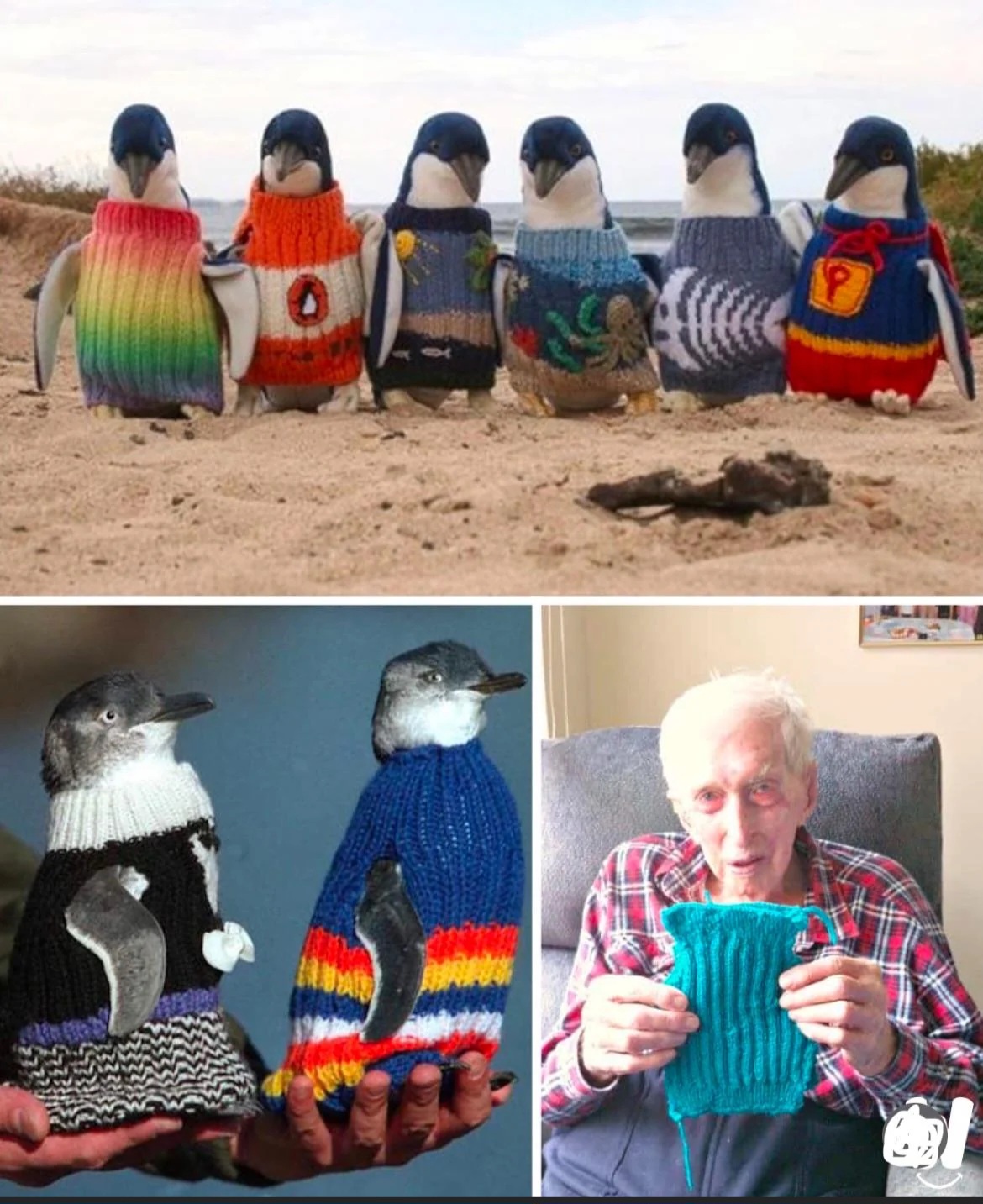 Meet Alfred Date: the 110-year-old who knitted sweaters for oil-spill affected penguins