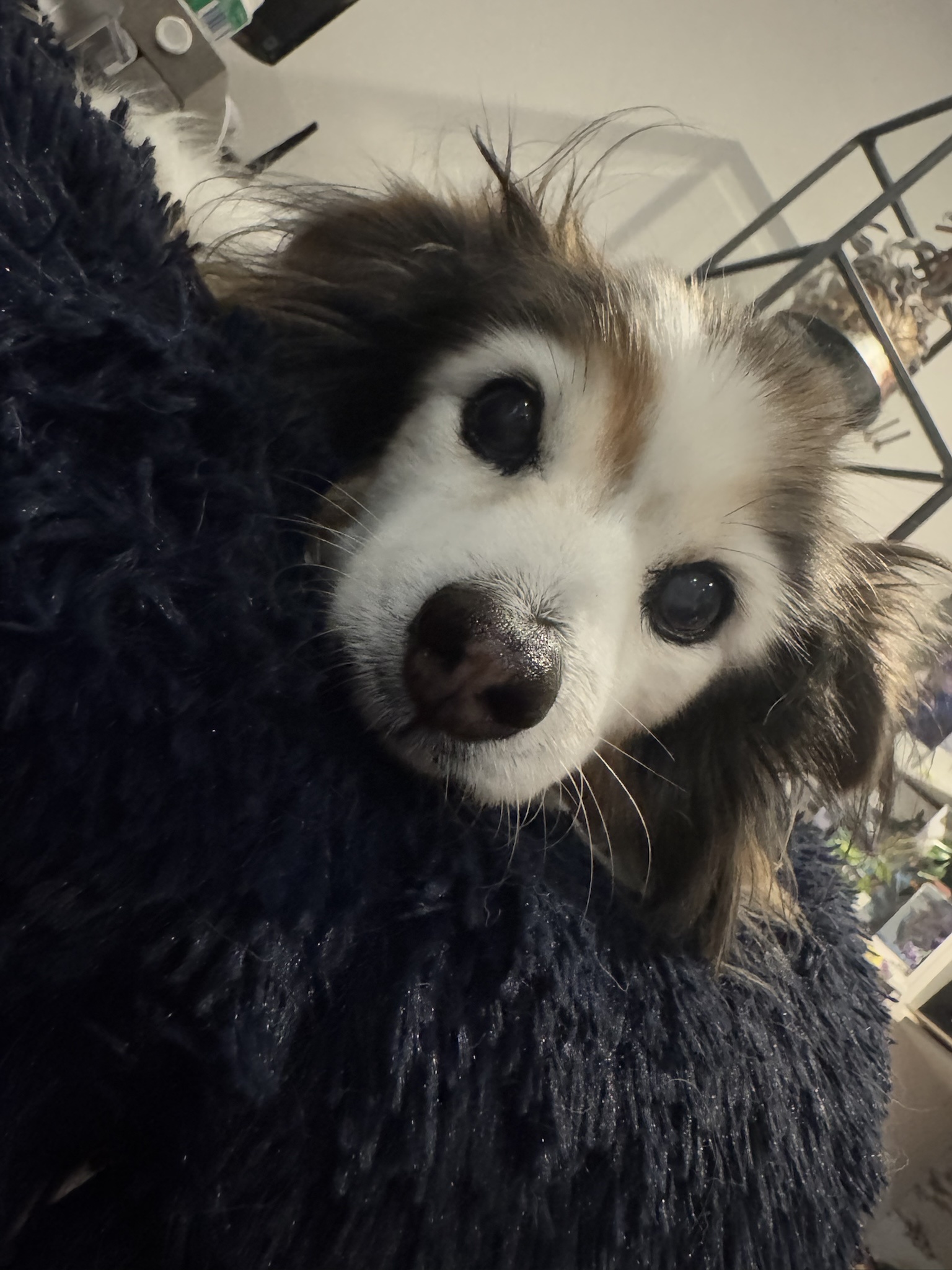 Daily dose of my adorable dog Panko