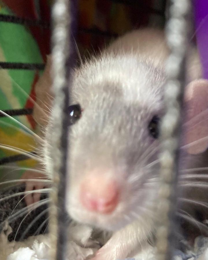 The Rat Pack: A Closer Look