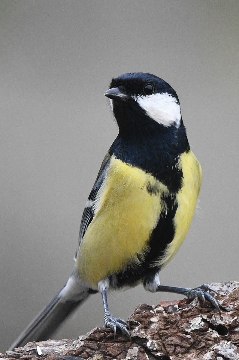 Mésange Charbonnière: A French Delight from Vienne (11/24)