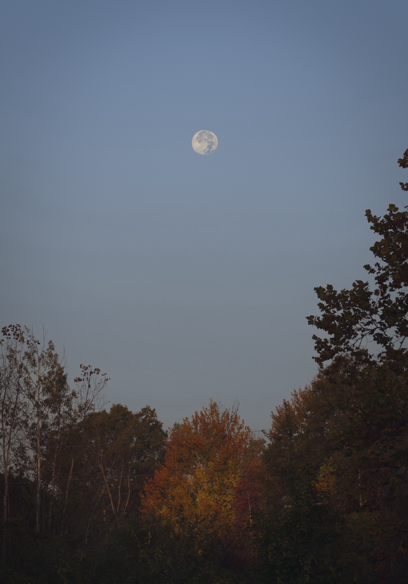 A Beautiful Moonlit Scene in Vibrant Colors