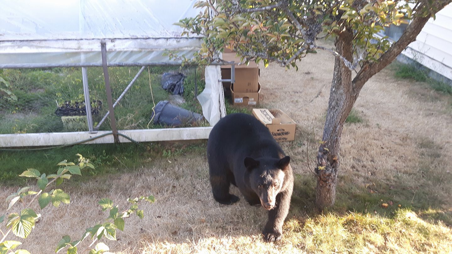 The Majestic Black Bear: Nature's Wonder