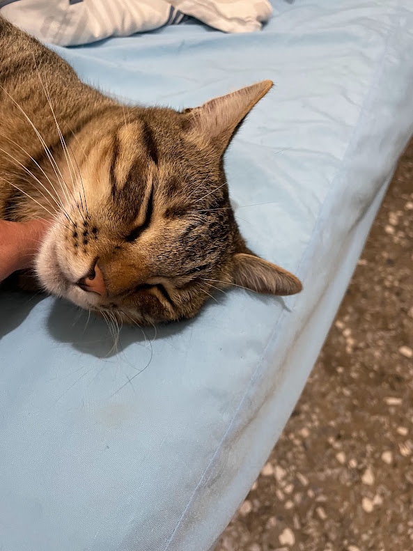 The Life and Times of a Playful Cat
