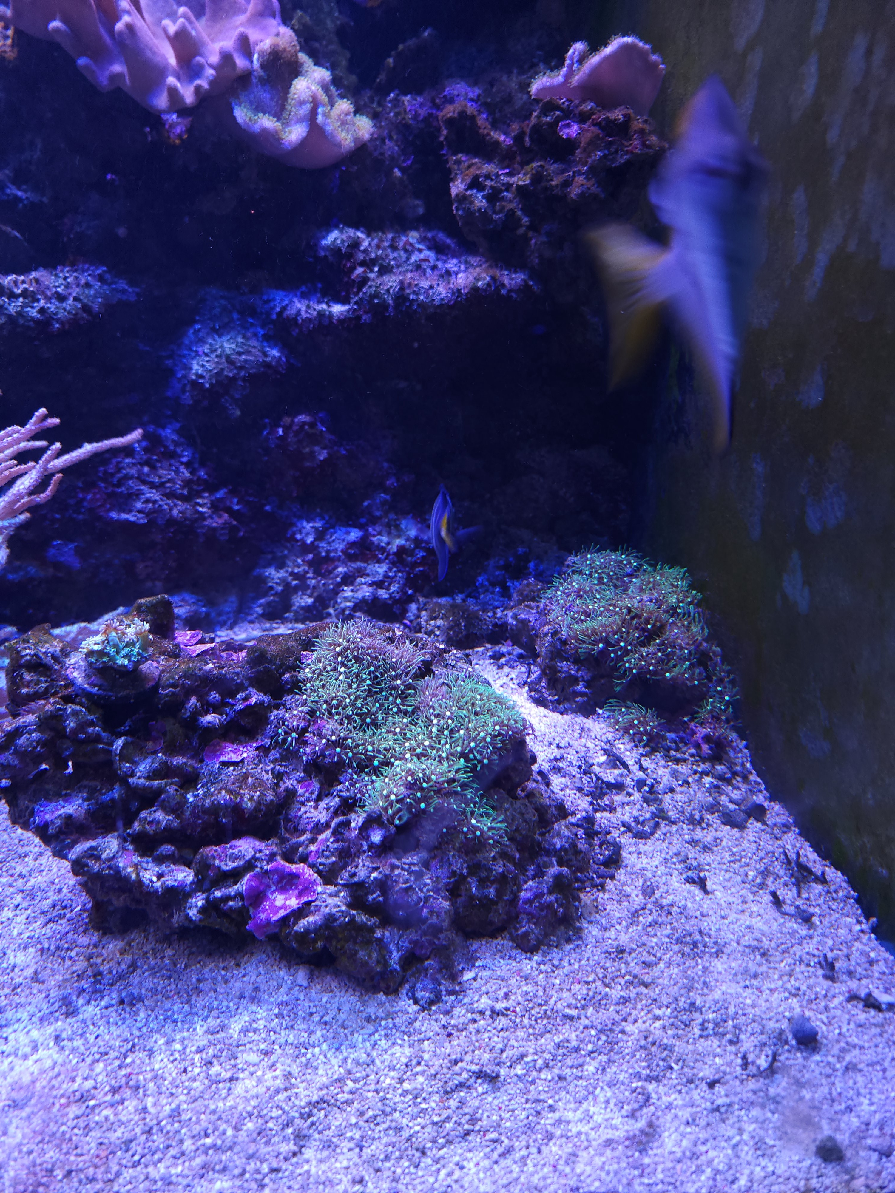 Exploring the Vibrant Reef Tank at Butterfly Creek