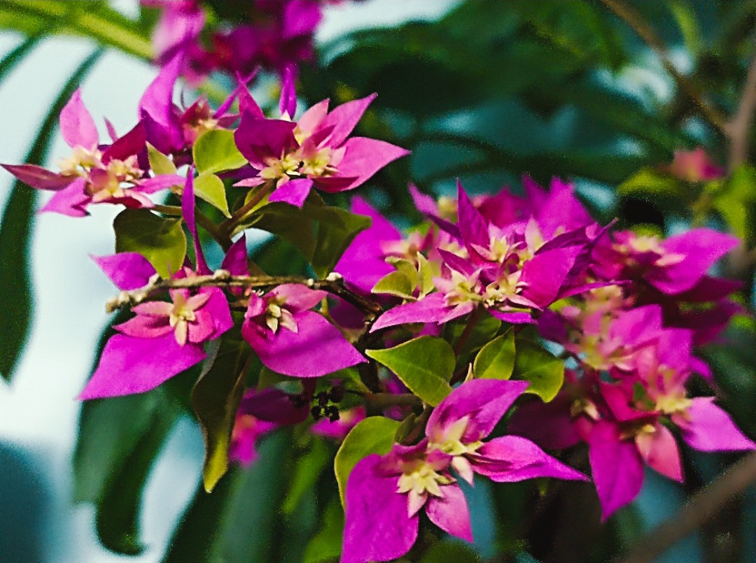 The Beauty of Bougainvillea