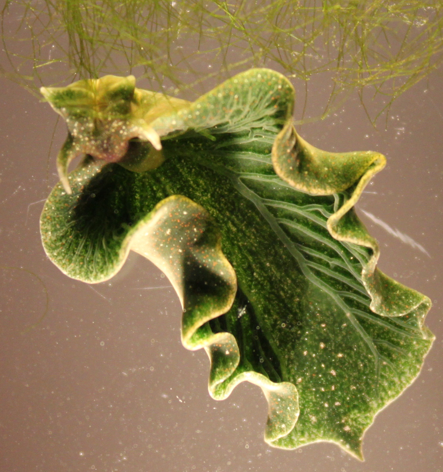 Is it a Spinach Leaf or a Sea Slug? You decide!