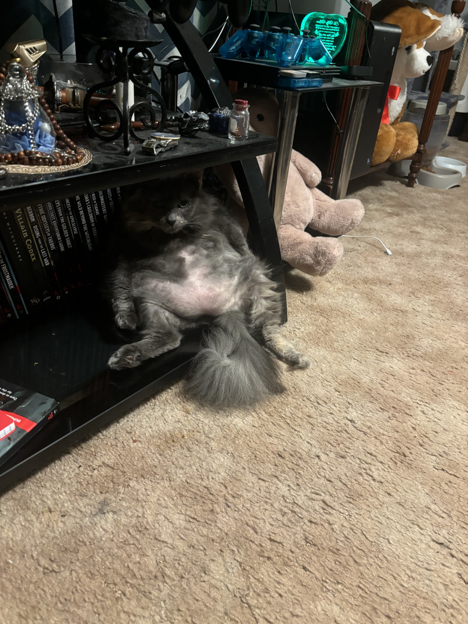My Cat's Quirky Sitting Style