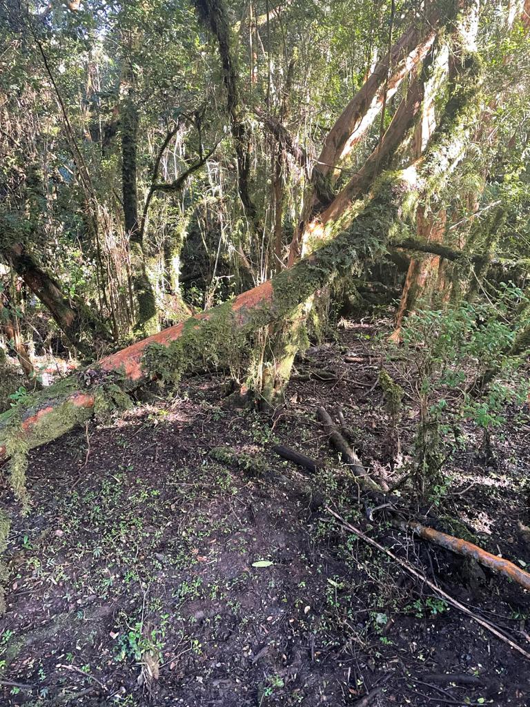 Flooded Forest Park: A Nature's Wonder