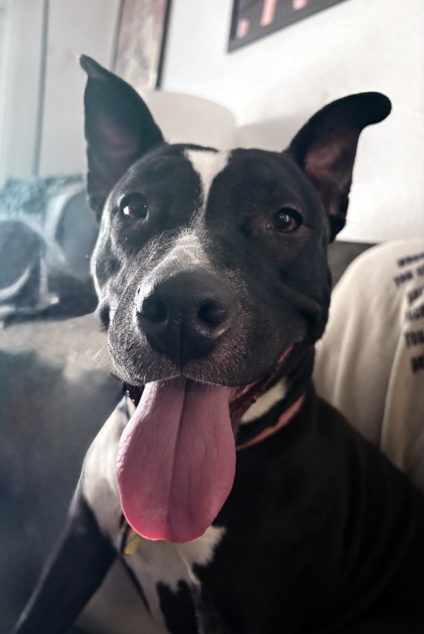Luna's Warm Greetings for Mutt Monday
