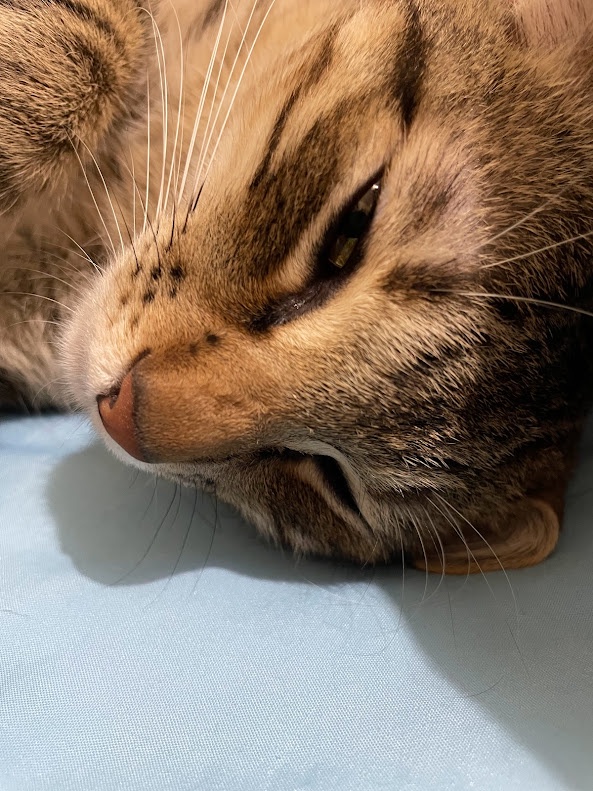 The Cat Diaries: A Feline's Life