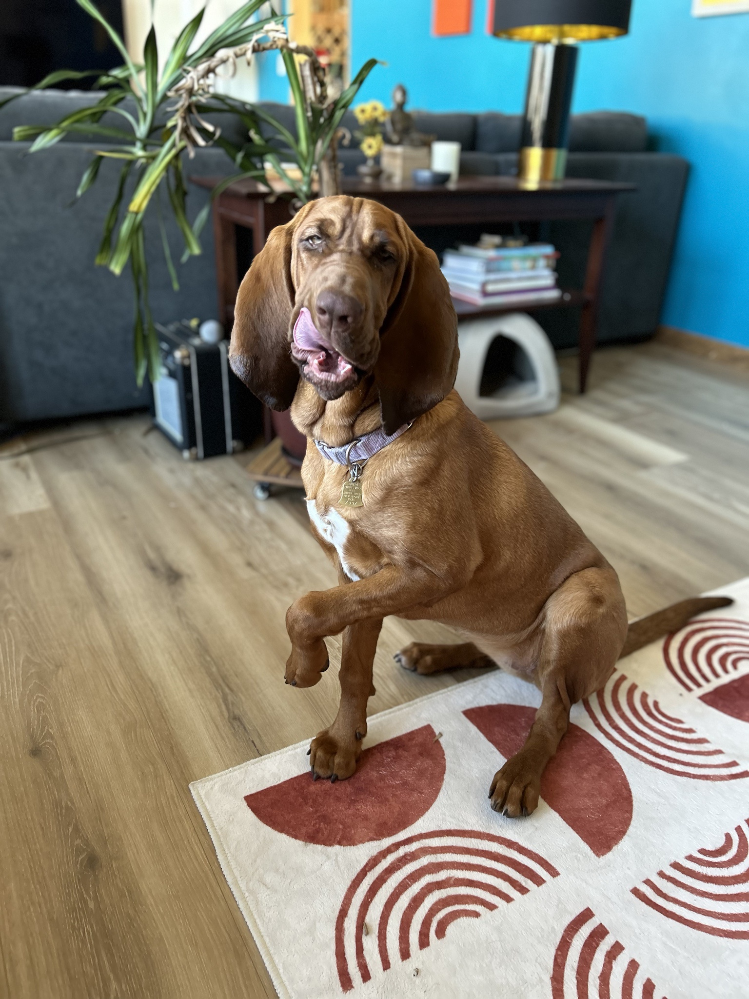 Meet Nellie: The Adorable 7-Month-Old!