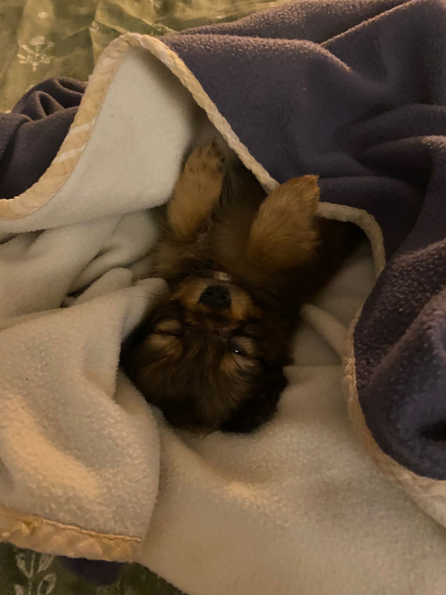 Adorable Puppy Alert!