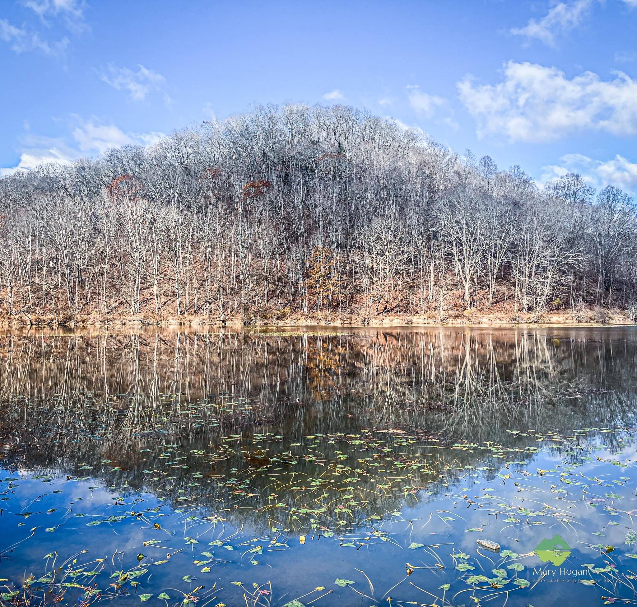 The Majestic Beauty of Trees