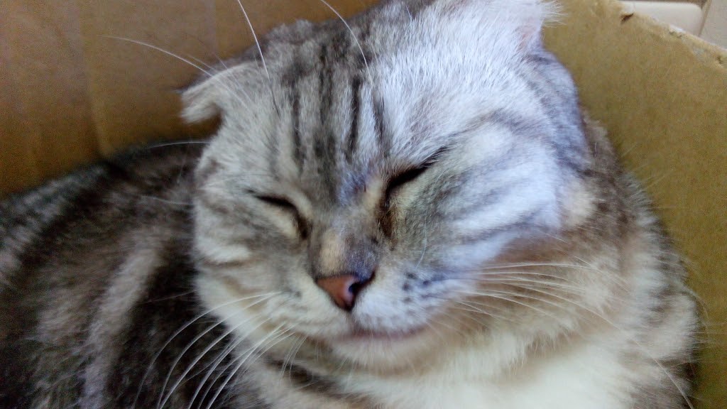 The Curious Cat: Always Up to Something