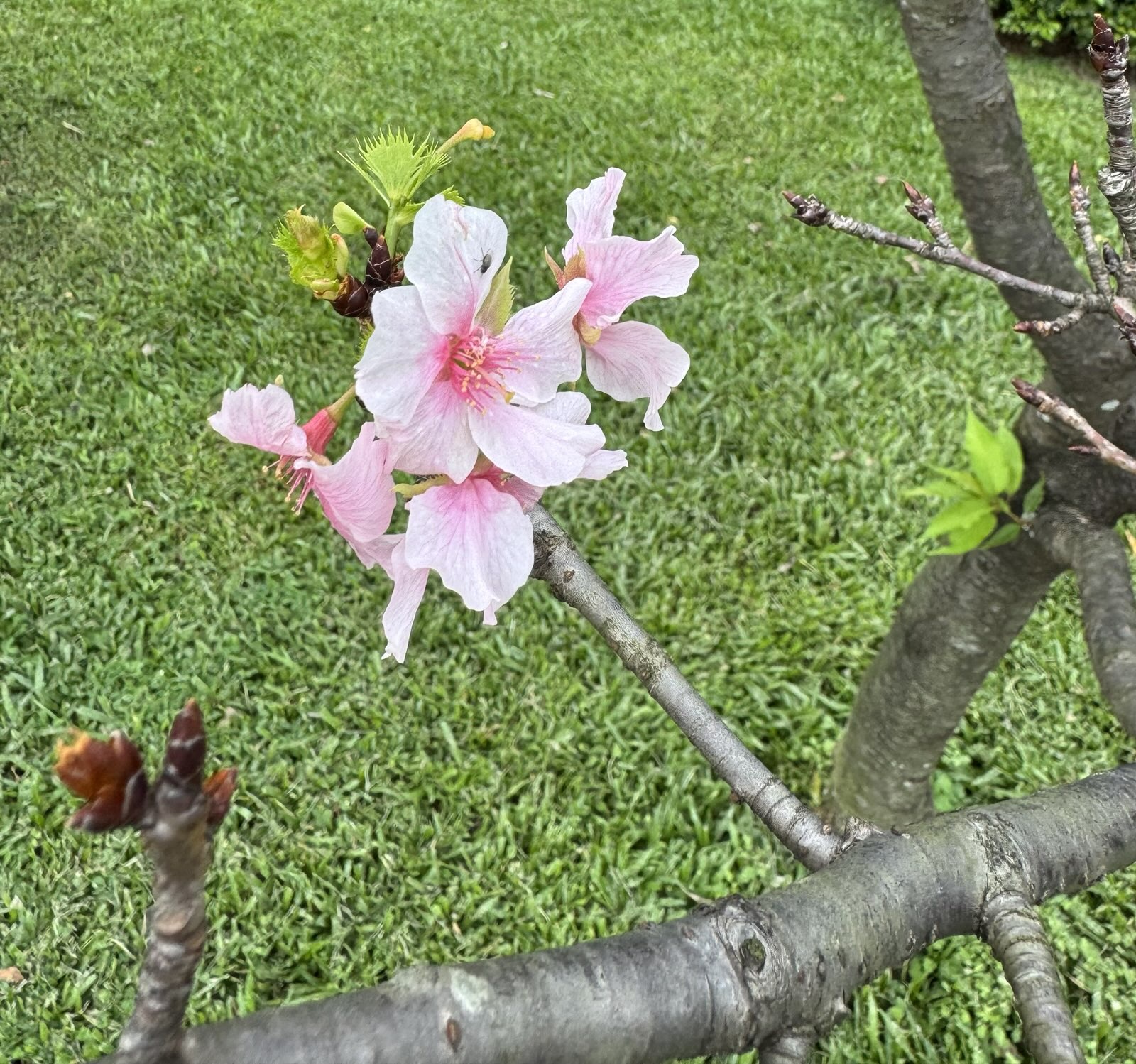 Cherry Blossoms Blooming in Taipei: A November Surprise