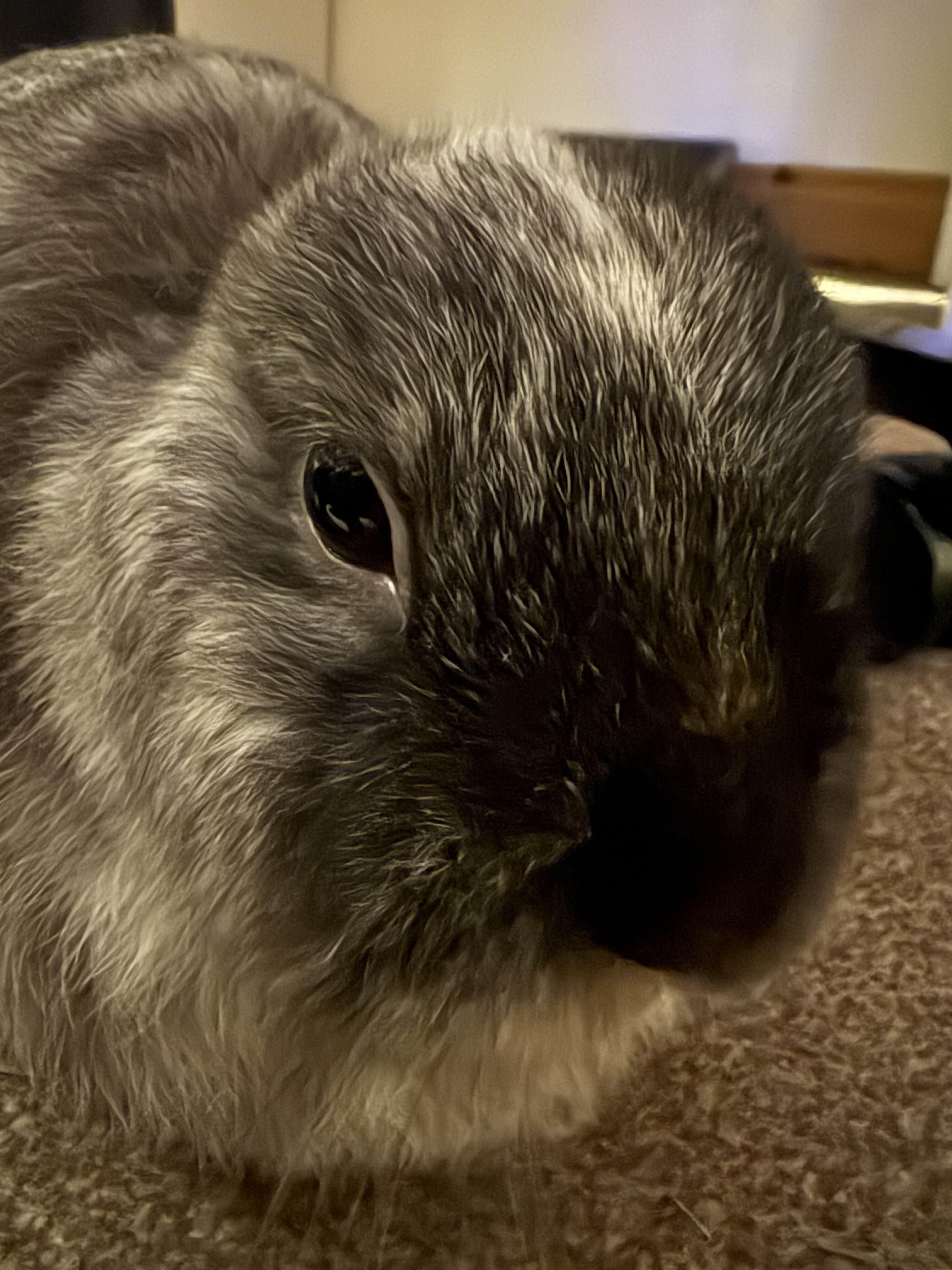 Oreo Wishing Everyone a Fantastic Day!