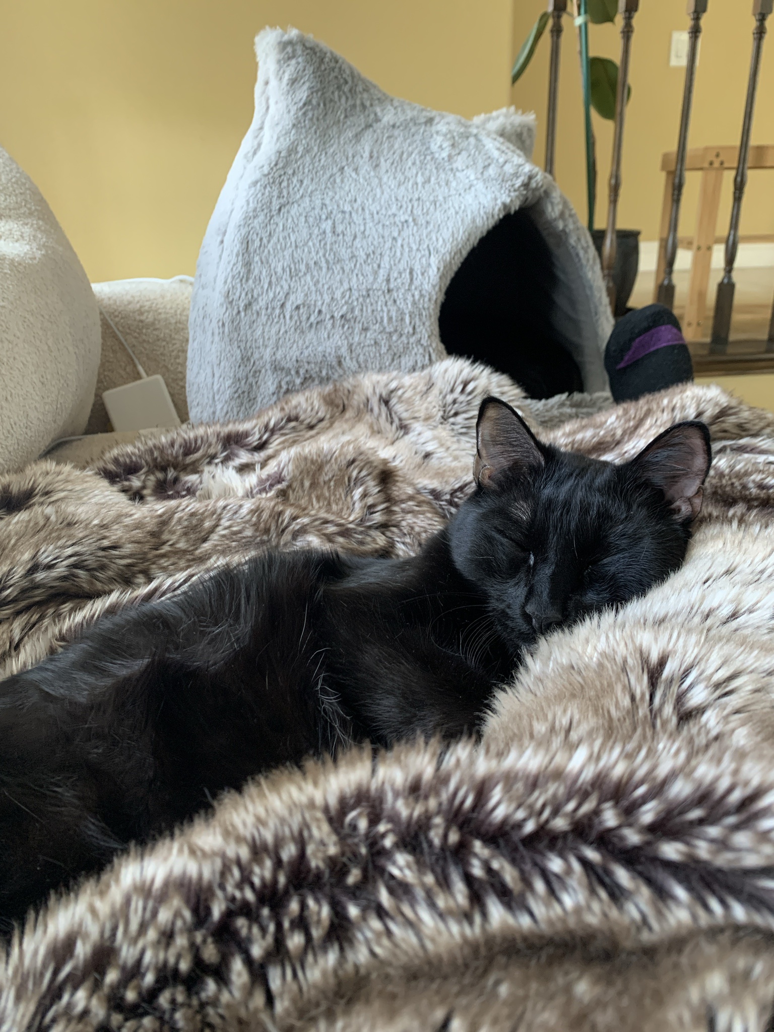 Lazy Sunday Mornings: The Perfect Way to Relax