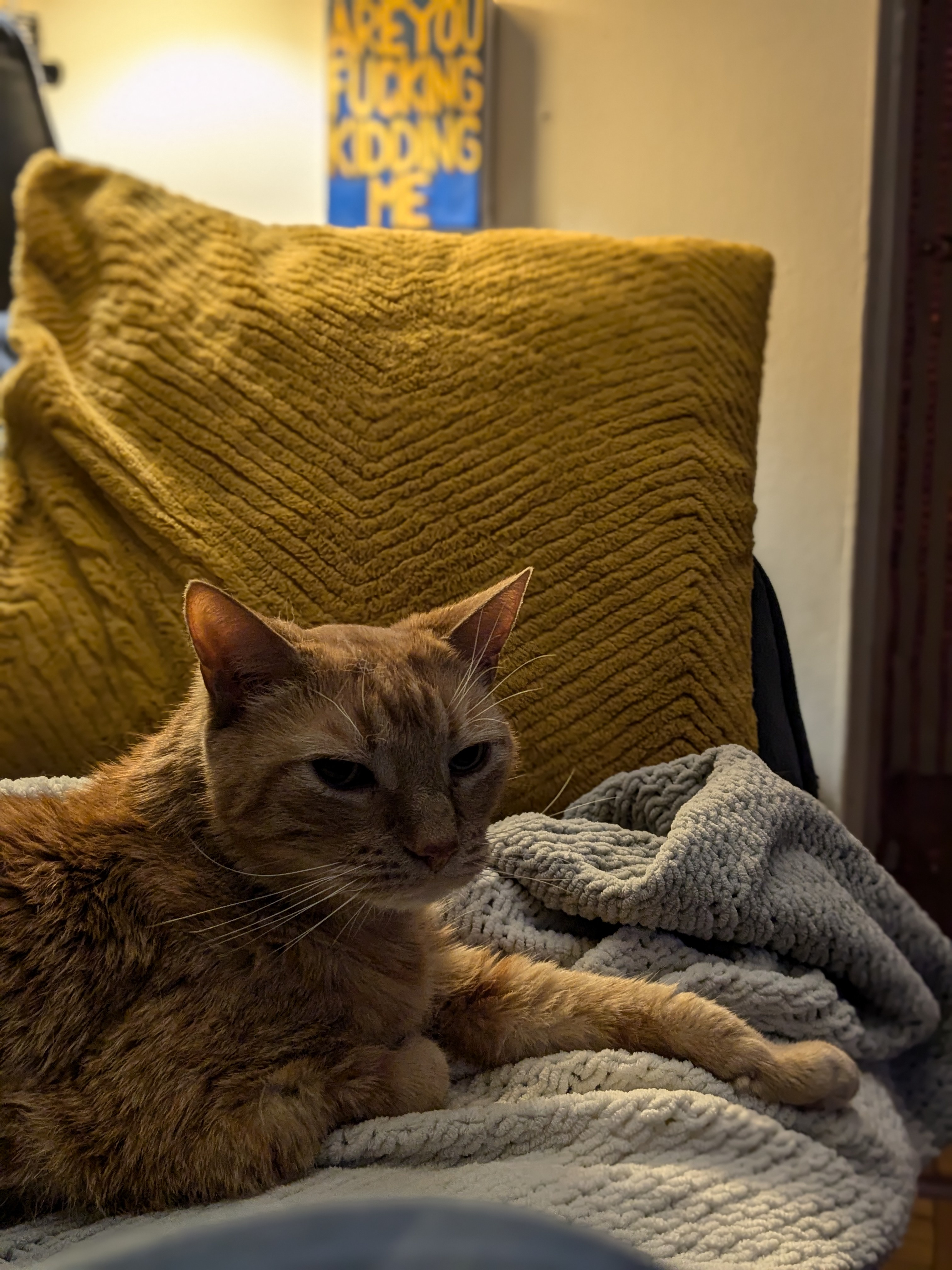 Meet my buddy Buttercup Buttchop Buttz Chuballo Mr. Squansh: Despite losing two friends this past year, he's never been happier!