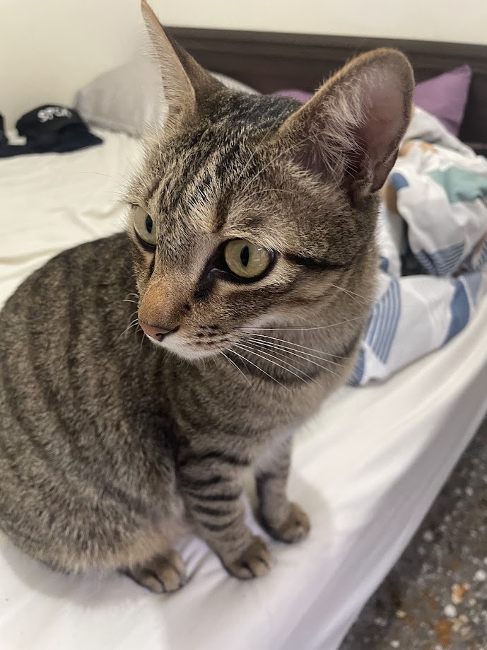 Another adorable cat moment