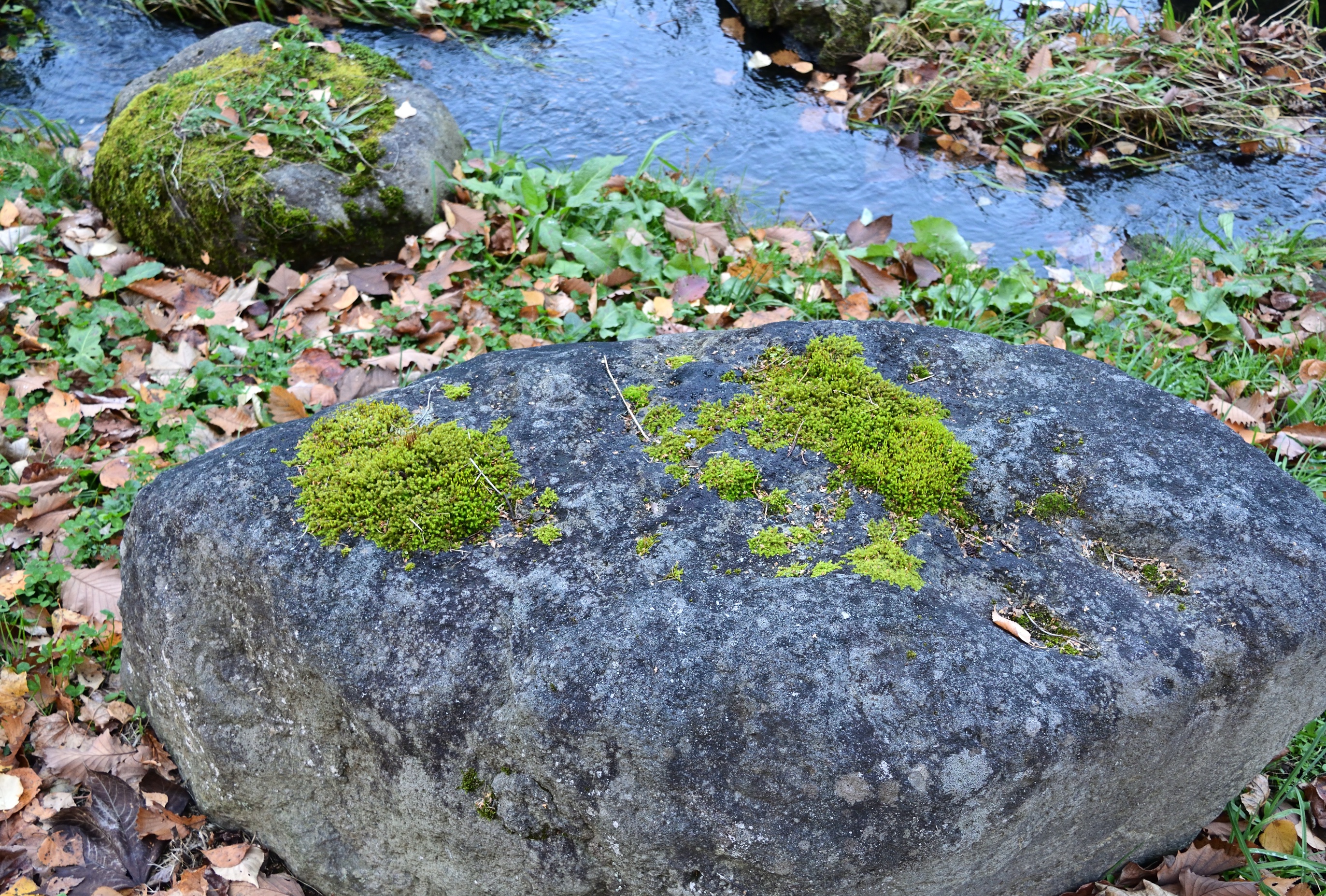 Nature's Green Carpet: The Beauty of Moss