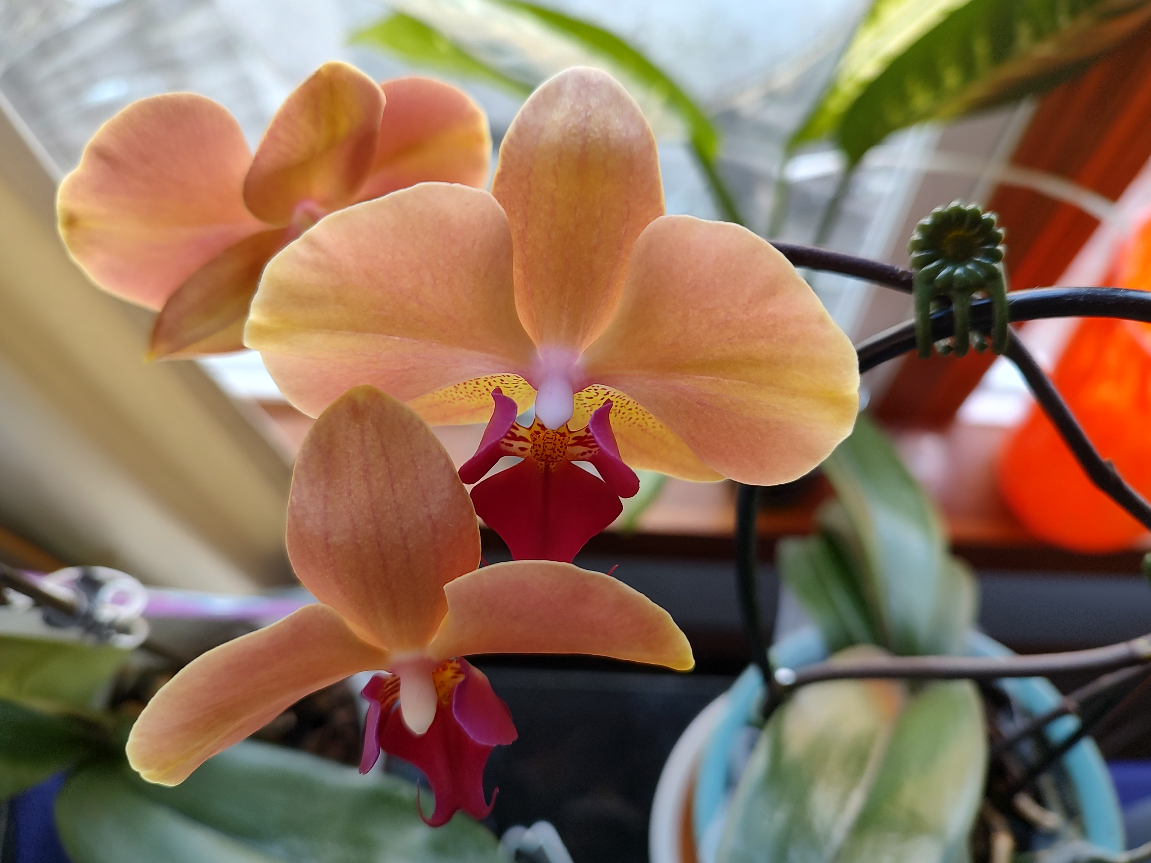 Today's stunning Orchid 'Peachy' - 03012025