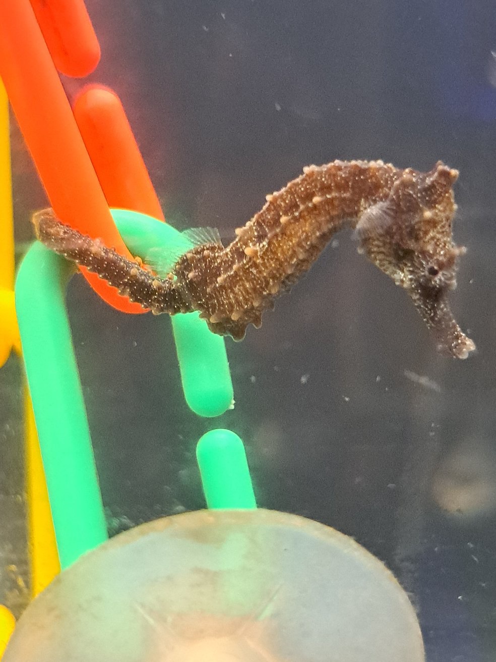 Seahorse in Chains: A Unique Perspective