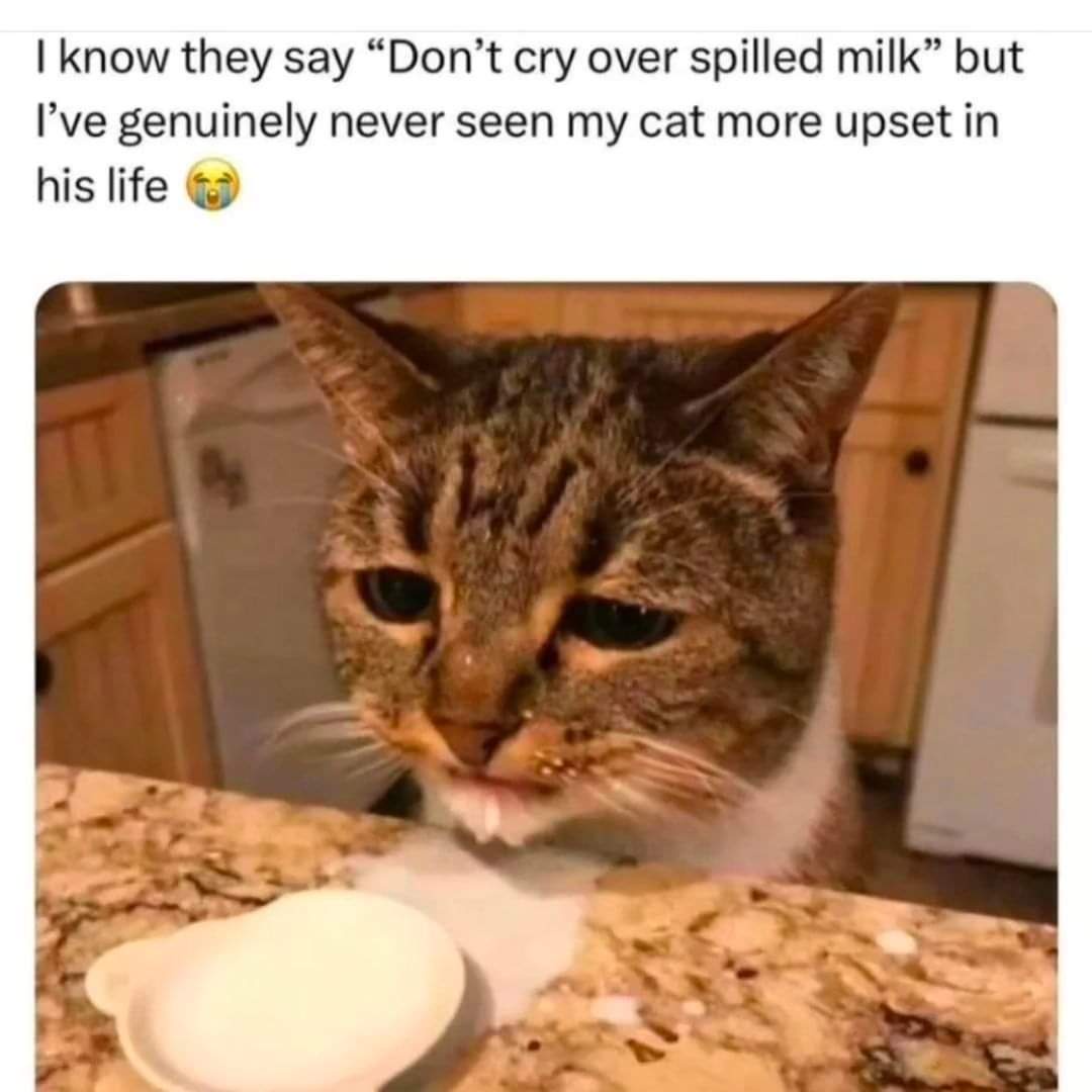 A Delightful Mix of Cat Memes and More!