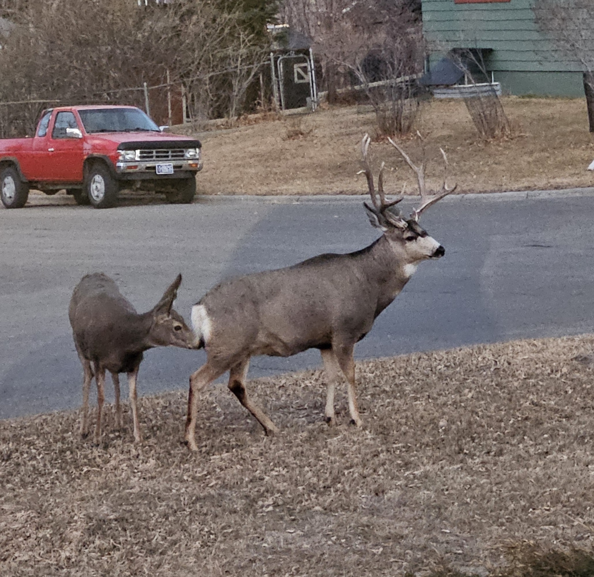 Chuck the Buck: A Tale of Adventure