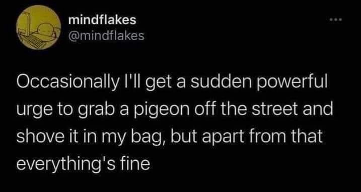 A Seagull's Unexpected Appearance
