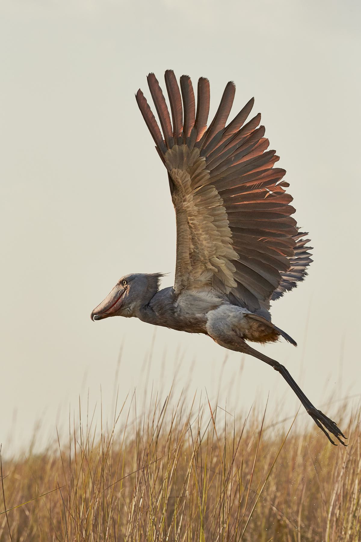 The Fascinating Shoebill: A Bird Like No Other