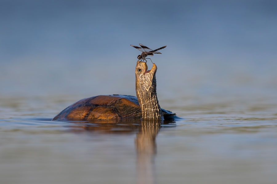 Teetering on the brink of the unknown