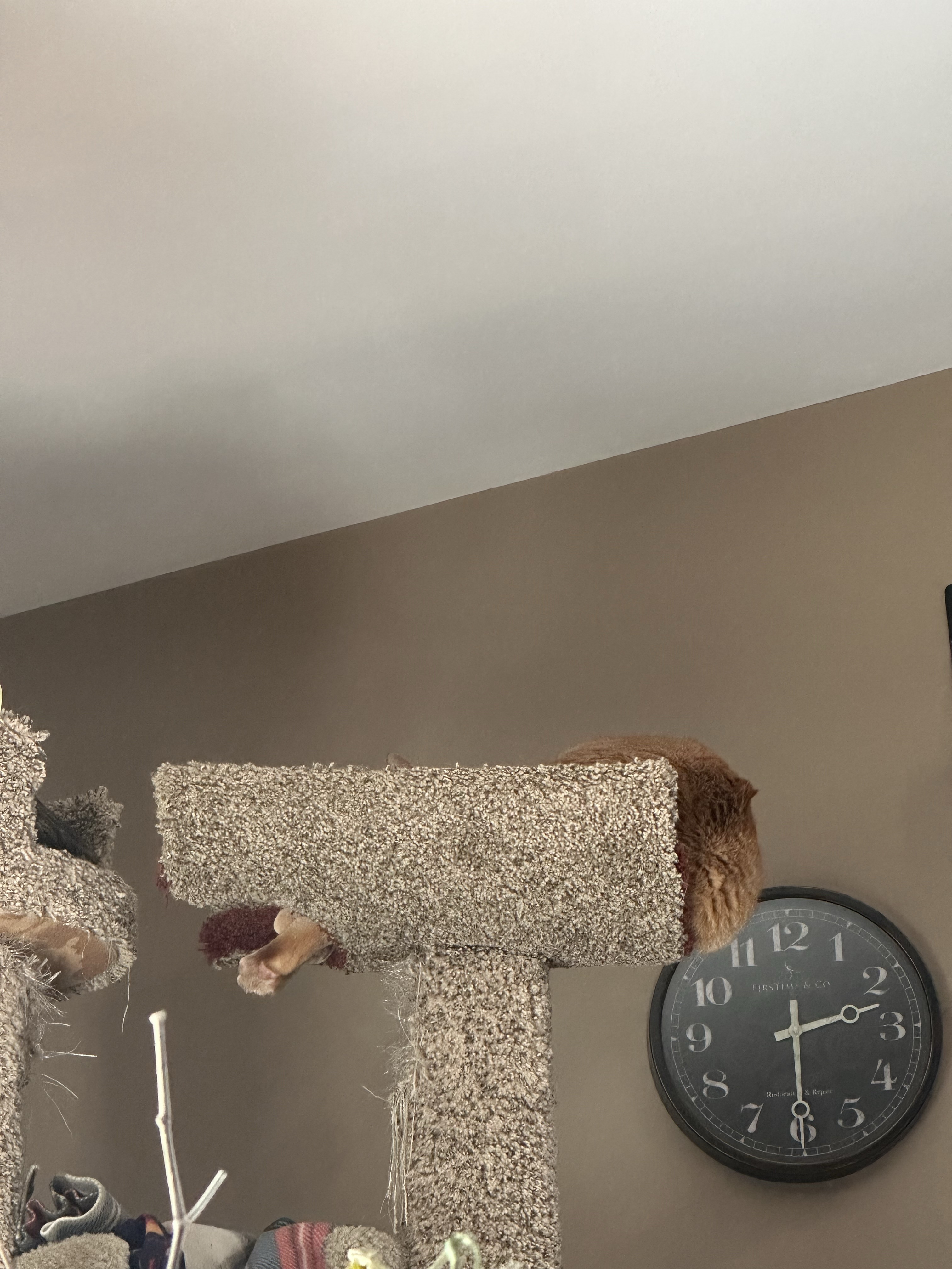 There's a Turkey Leg in My Cat Tree - What Now?