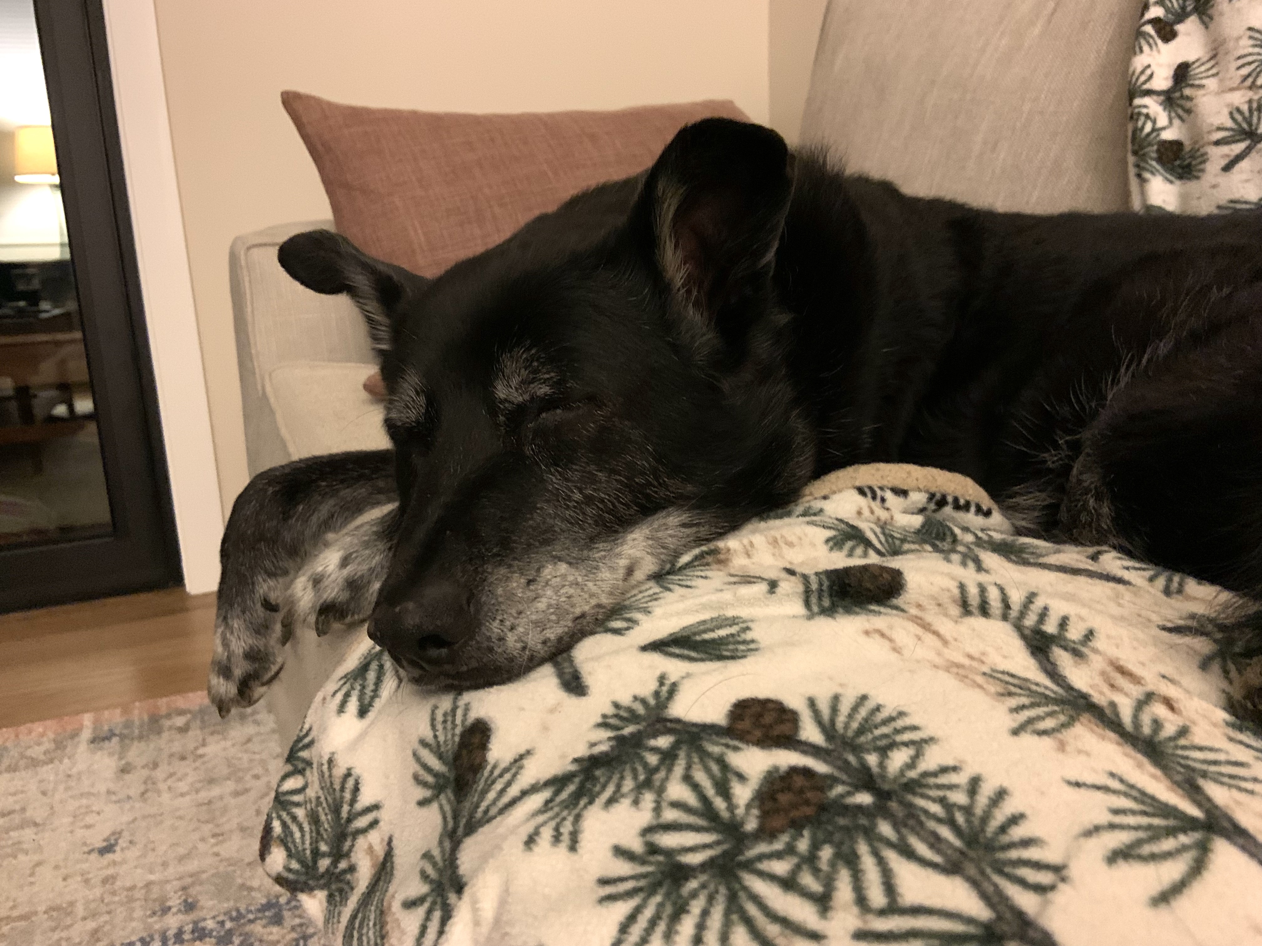 This sweet old man is peacefully snoozing, and my heart can't handle the cuteness!