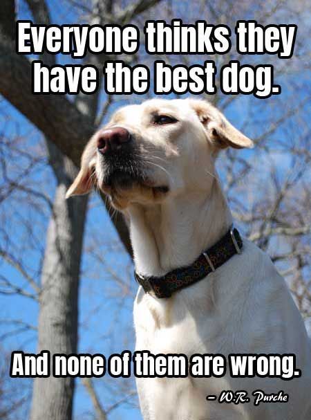 A Hilarious Dog Meme to Brighten Your Day