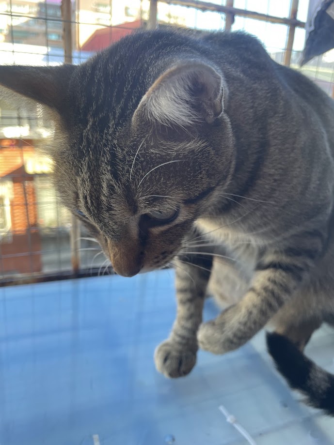 Just a cute cat being cute