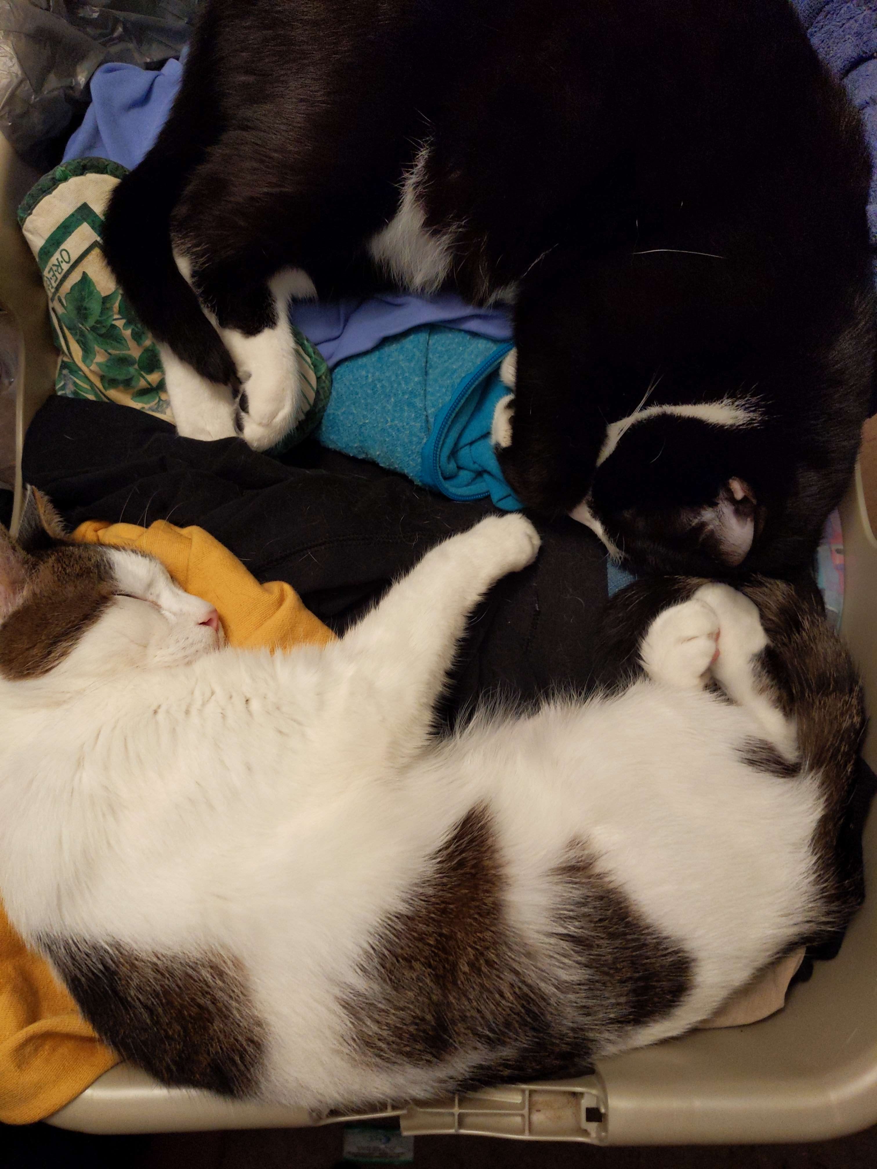Here Come the Cats Again!