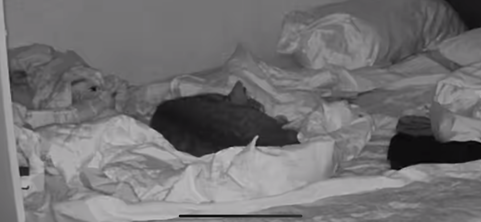 The Mysterious Cat in the Dark