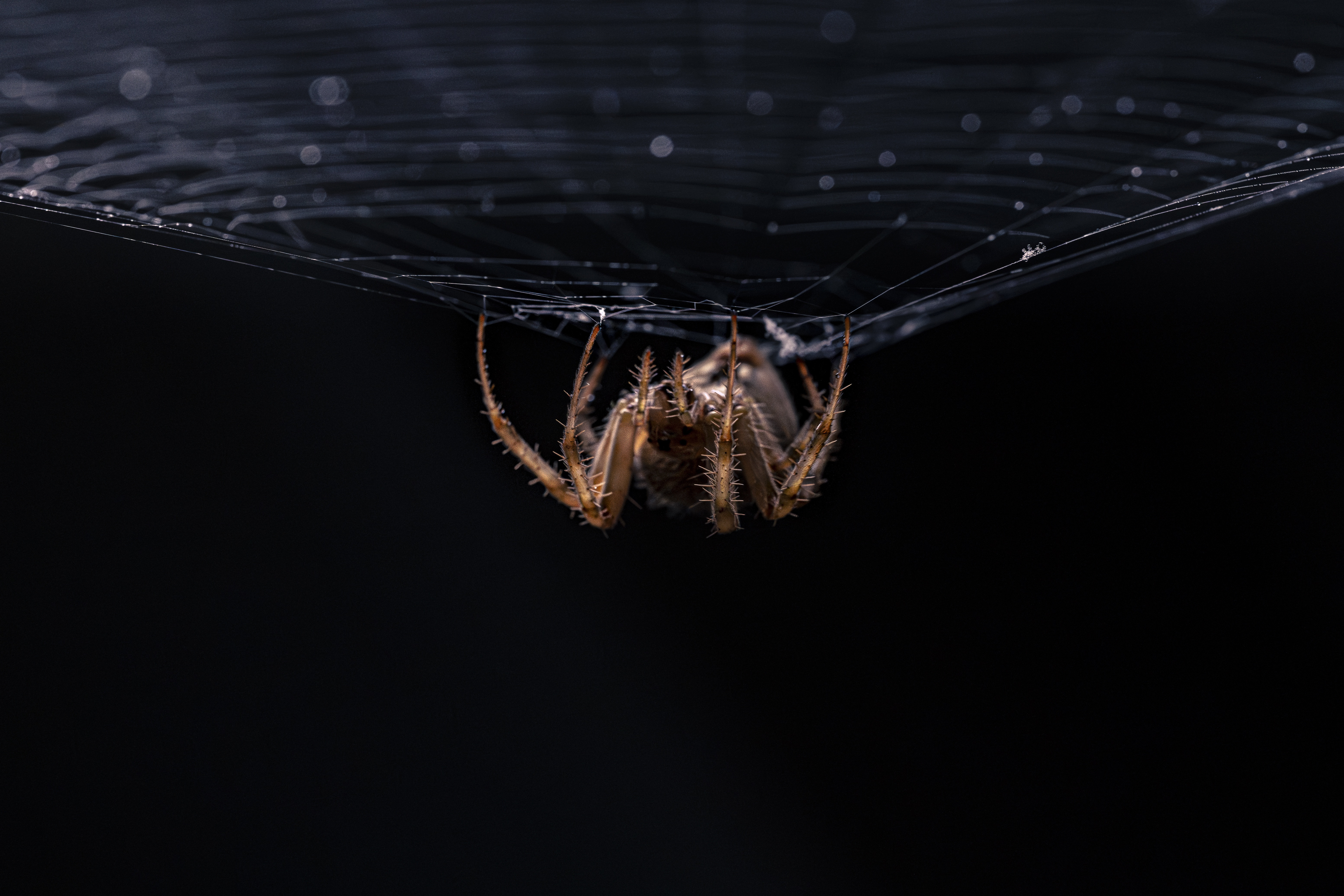 I Know Many Fear Spiders, But Hear Me Out...