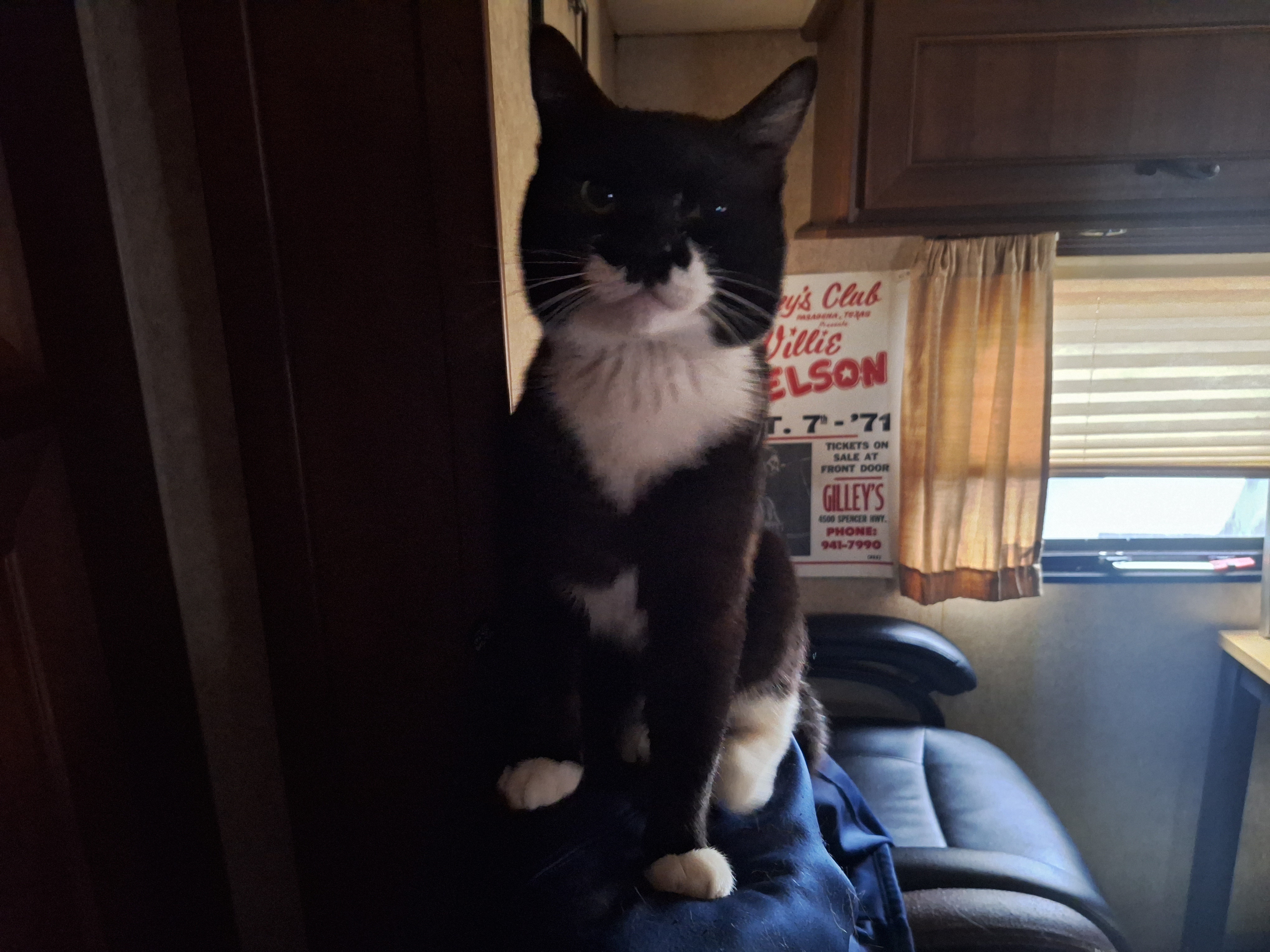Isn't this the cutest kitty ever?
