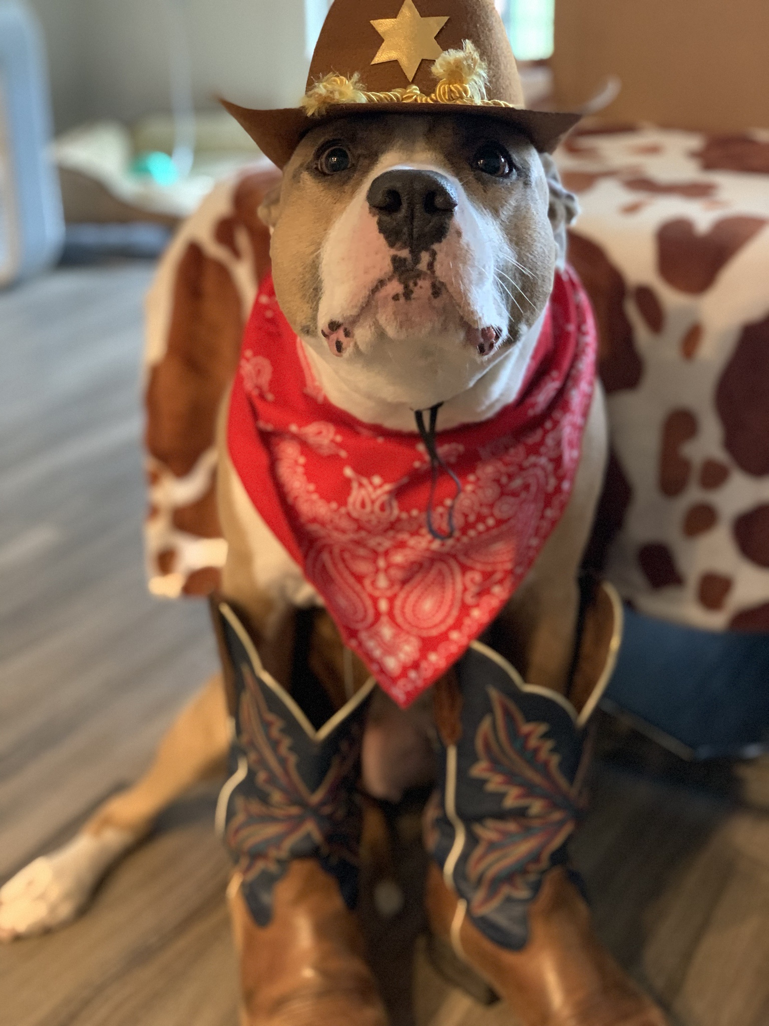 Get Ready for Some Rootin' Tootin' Fun!