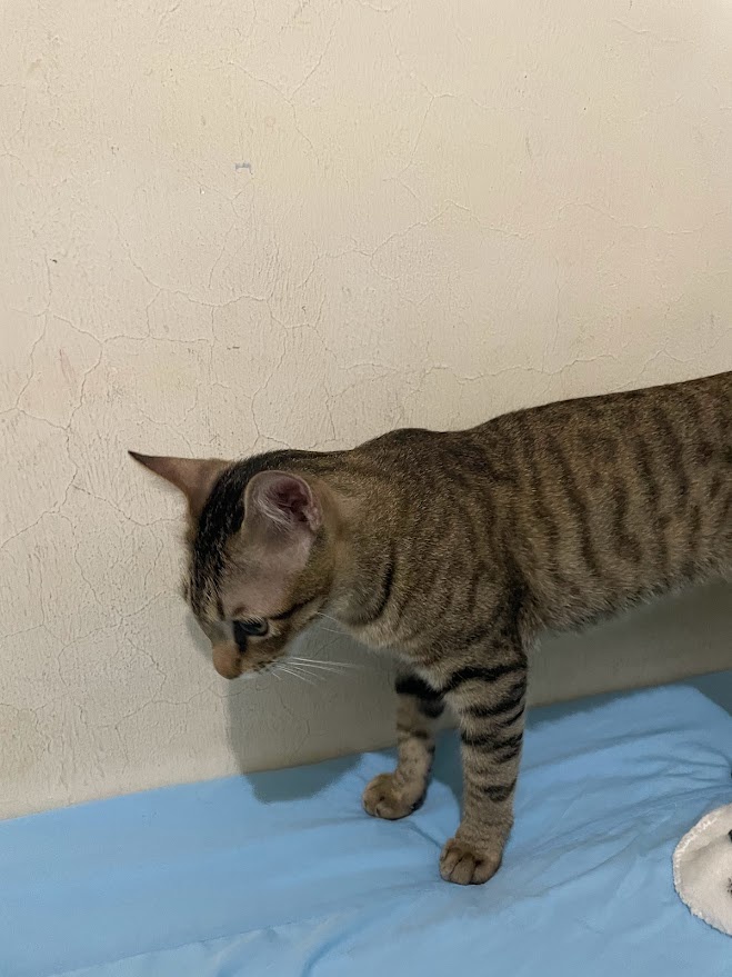 Another Adorable Cat Moment