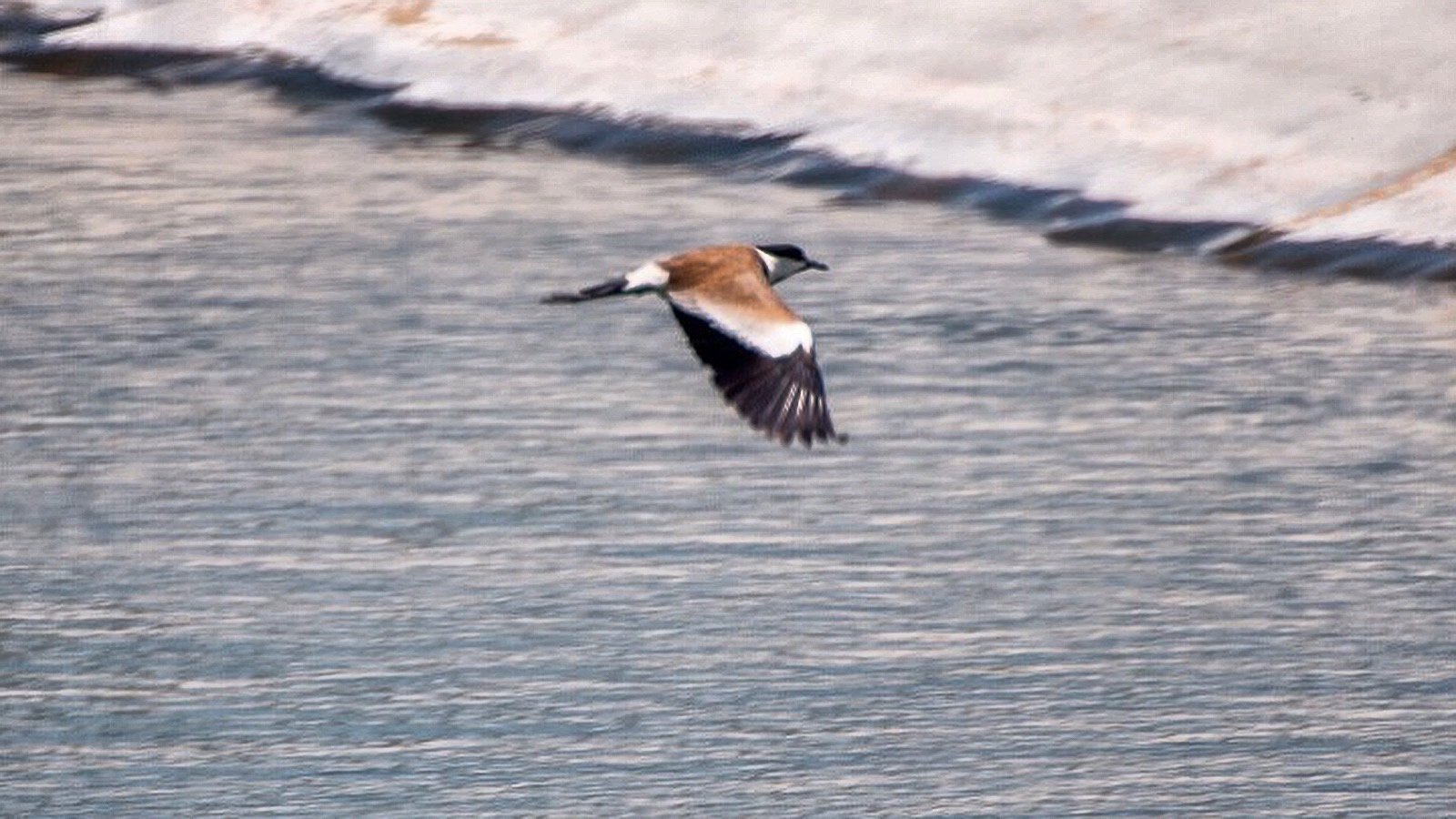 Feathered Friends in Flight